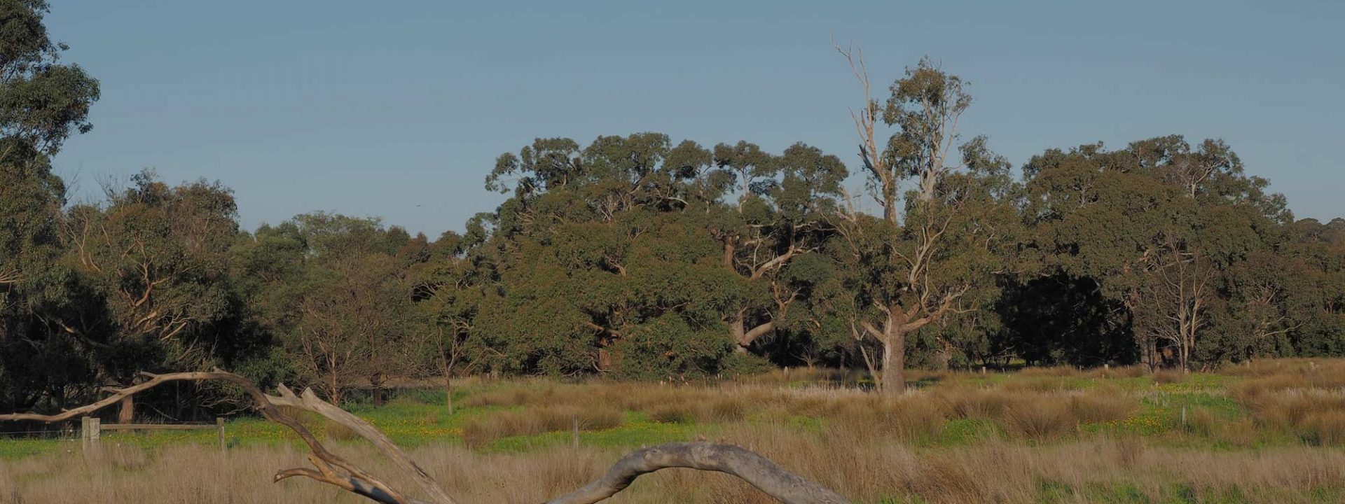 australia-tree-recycling-2000x1333